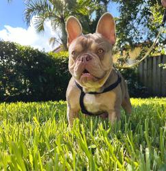 Reunited Female Dog last seen Running towards 33rd ave, Vero Beach, FL 32966
