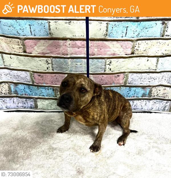 Found/Stray Female Dog last seen Located at Rockdale County Animal Service, 1506 Rockbridge Road, Conyers, GA 30012, Conyers, GA 30012