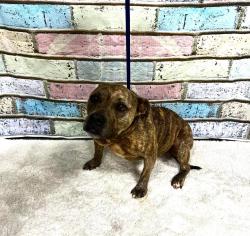 Found/Stray Female Dog last seen Located at Rockdale County Animal Service, 1506 Rockbridge Road, Conyers, GA 30012, Conyers, GA 30012