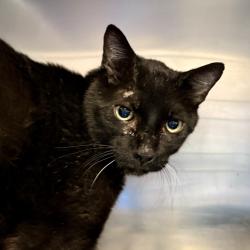 Shelter Stray Unknown Cat last seen , 4575 E Mesquite Ave, Palm Springs, CA 92264, USA