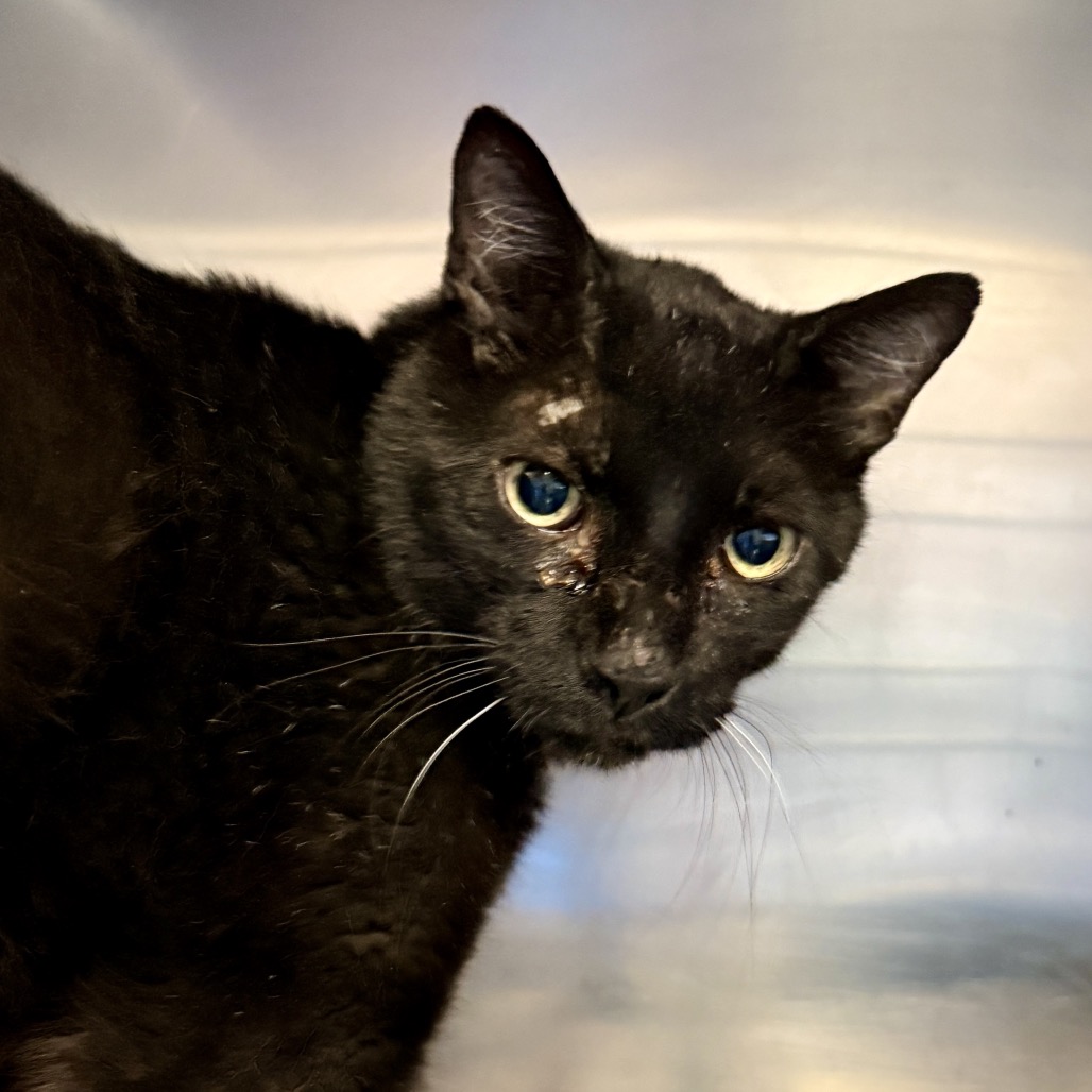 Shelter Stray Unknown Cat last seen , 4575 E Mesquite Ave, Palm Springs, CA 92264, USA