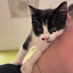 Shelter Stray Unknown Cat last seen , 1211 Old Graves Mill Rd, Lynchburg, VA 24502, USA