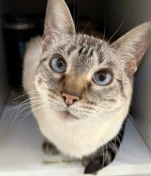 Lost Female Cat last seen 29th & Gilpin, Denver, CO 80205