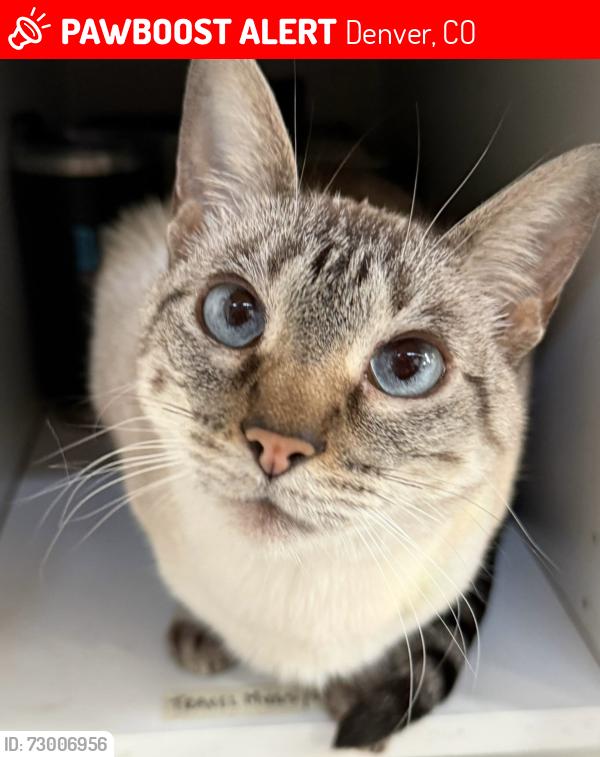 Lost Female Cat last seen 29th & Gilpin, Denver, CO 80205