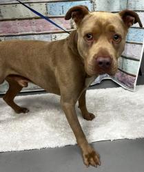 Found/Stray Male Dog last seen Located at Rockdale County Animal Service, 1506 Rockbridge Road, Conyers, GA 30012, Conyers, GA 30012