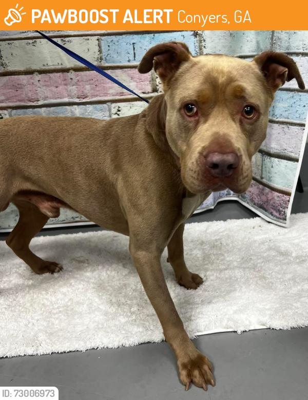 Found/Stray Male Dog last seen Located at Rockdale County Animal Service, 1506 Rockbridge Road, Conyers, GA 30012, Conyers, GA 30012
