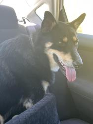 Reunited Female Dog last seen Near Piedmont Rd, San Jose, CA 95132, San Jose, CA 95132