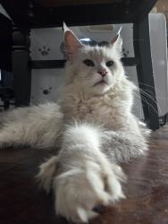 Reunited Female Cat last seen Bluebird and Peyton, Lebanon, TN 37087