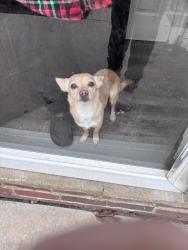 Lost Male Dog last seen Dominos , Red Lion, PA 17356