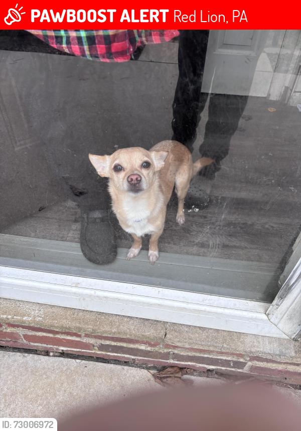 Lost Male Dog last seen Dominos , Red Lion, PA 17356