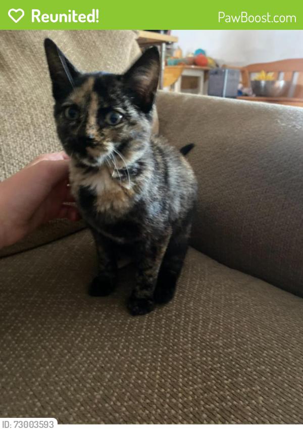 Reunited Female Cat last seen Home: 509 Melody Royal Oak 48073, Royal Oak, MI 48073