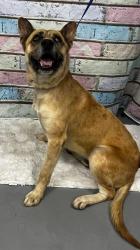 Reunited Unknown Dog last seen Located at Rockdale County Animal Service, 1506 Rockbridge Road, Conyers, GA 30012, Conyers, GA 30012