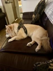 Lost Male Dog last seen Benett/Wagner/Dillion, Desert Hot Springs, CA 92241