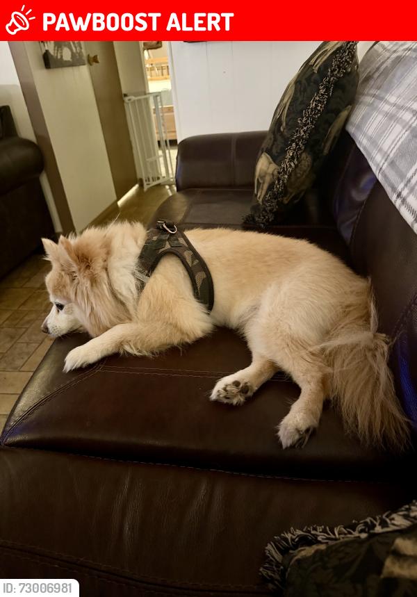 Lost Male Dog last seen Benett/Wagner/Dillion, Desert Hot Springs, CA 92241