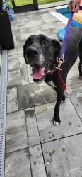 Found/Stray Female Dog last seen 28th Ave SE & DeSoto, Rural Estates, FL 34117