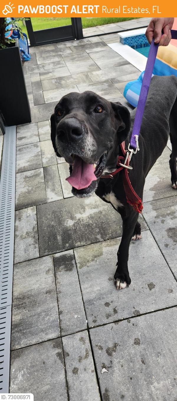 Found/Stray Female Dog last seen 28th Ave SE & DeSoto, Rural Estates, FL 34117