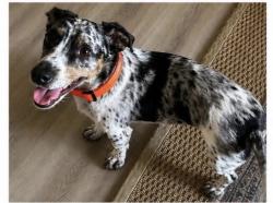 Reunited Male Dog last seen Southern Ave and Mill Ave , Tempe, AZ 85282