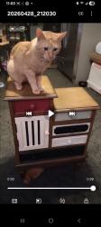 Lost Male Cat last seen Cole Speings rd. Buda Tx. , Buda, TX 78610