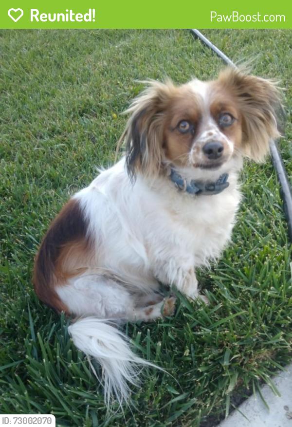Reunited Male Dog last seen Bryson ave. & Firestone Blvd., South Gate, CA 90280
