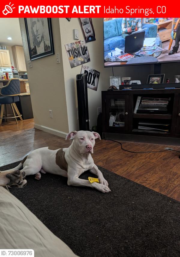 Lost Male Dog last seen I70 Eastbound , Idaho Springs, CO 80452
