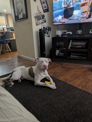 Lost Male Dog last seen I70 Eastbound , Idaho Springs, CO 80452