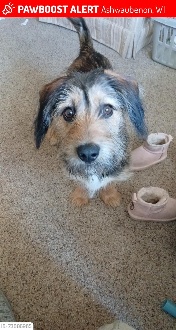 Lost Male Dog last seen Fort Howard Park , Ashwaubenon, WI 54304