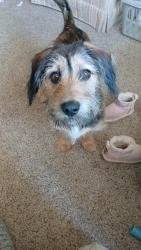 Lost Male Dog last seen Fort Howard Park , Ashwaubenon, WI 54304