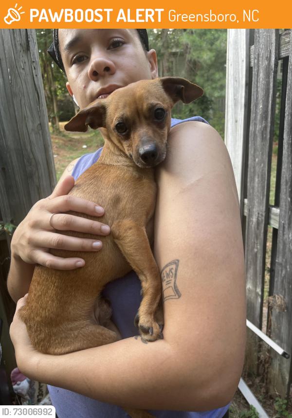 Found/Stray Male Dog last seen Golden gate dr, Greensboro, NC 27405