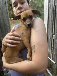 Found/Stray Male Dog last seen Golden gate dr, Greensboro, NC 27405