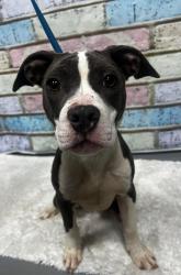 Found/Stray Unknown Dog last seen Located at Rockdale County Animal Service, 1506 Rockbridge Road, Conyers, GA 30012, Conyers, GA 30012