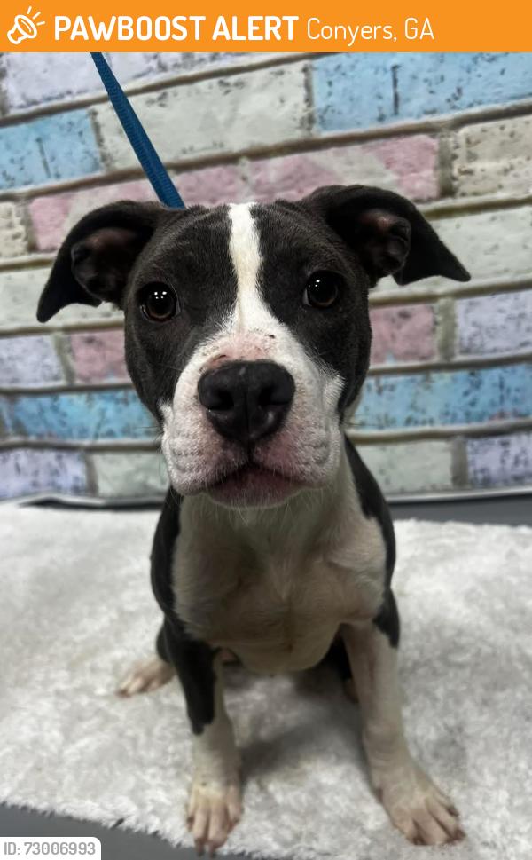 Found/Stray Unknown Dog last seen Located at Rockdale County Animal Service, 1506 Rockbridge Road, Conyers, GA 30012, Conyers, GA 30012