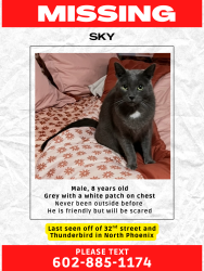 Lost Male Cat last seen 28th street and Greenway, Phoenix, AZ 85032
