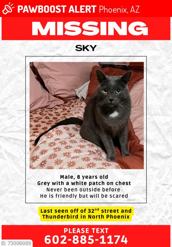Lost Male Cat last seen 28th street and Greenway, Phoenix, AZ 85032
