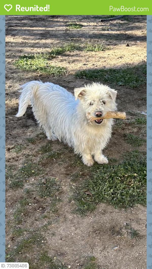 Reunited Female Dog last seen Ranchero Rd, Hesperia, CA, USA, Hesperia, CA 92345
