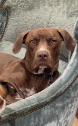 Reunited Male Dog last seen Near Vandyke Rd, Kings Mountain, NC 28086