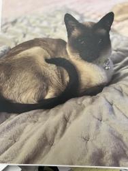 Lost Female Cat last seen Church St, Gilroy, CA 95020