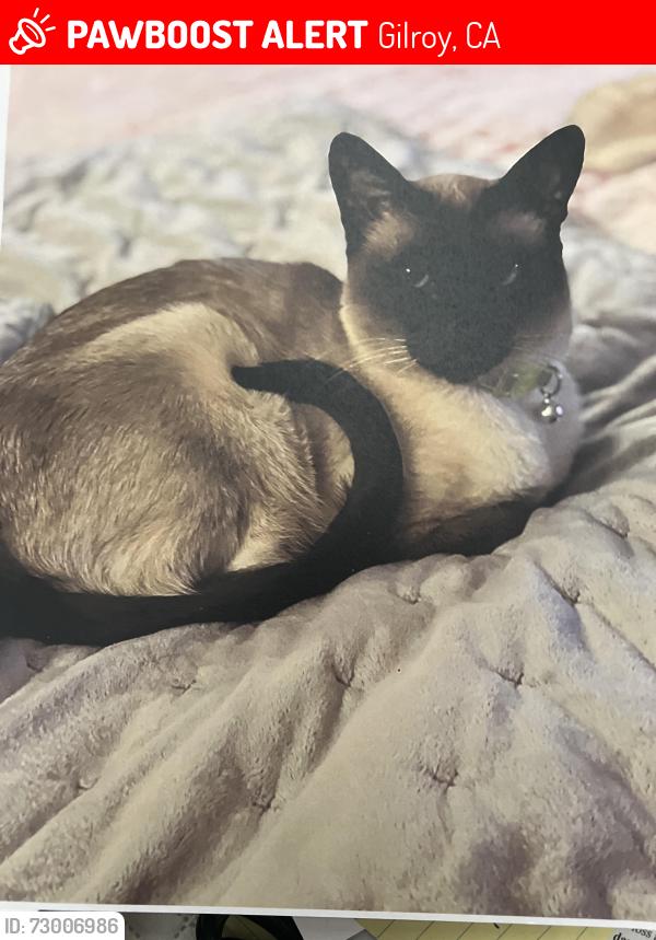 Lost Female Cat last seen Church St, Gilroy, CA 95020