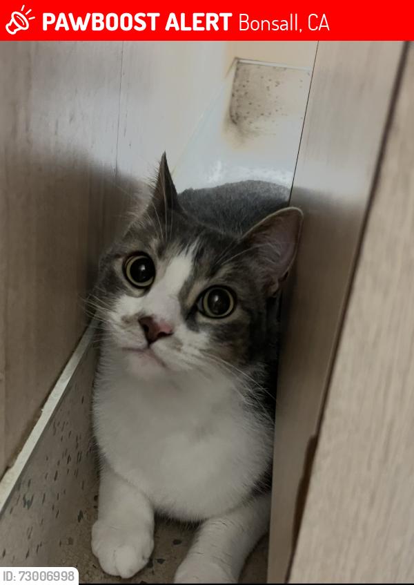 Lost Male Cat last seen Via Margarita and Camino del rey, Bonsall, CA 92003