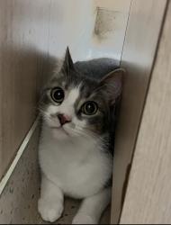 Lost Male Cat last seen Via Margarita and Camino del rey, Bonsall, CA 92003