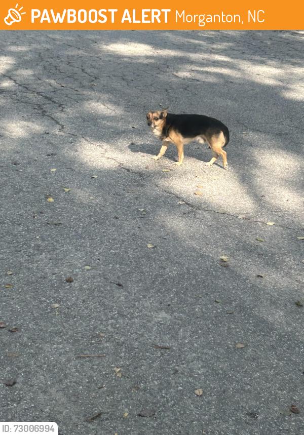 Found/Stray Male Dog last seen Judges greenway parking lot , Morganton, NC 28655