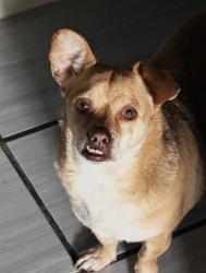 Lost Male Dog last seen San Bernardino Ave , Rialto, CA 92376