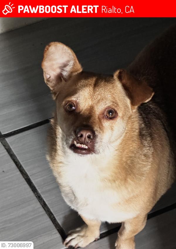 Lost Male Dog last seen San Bernardino Ave , Rialto, CA 92376