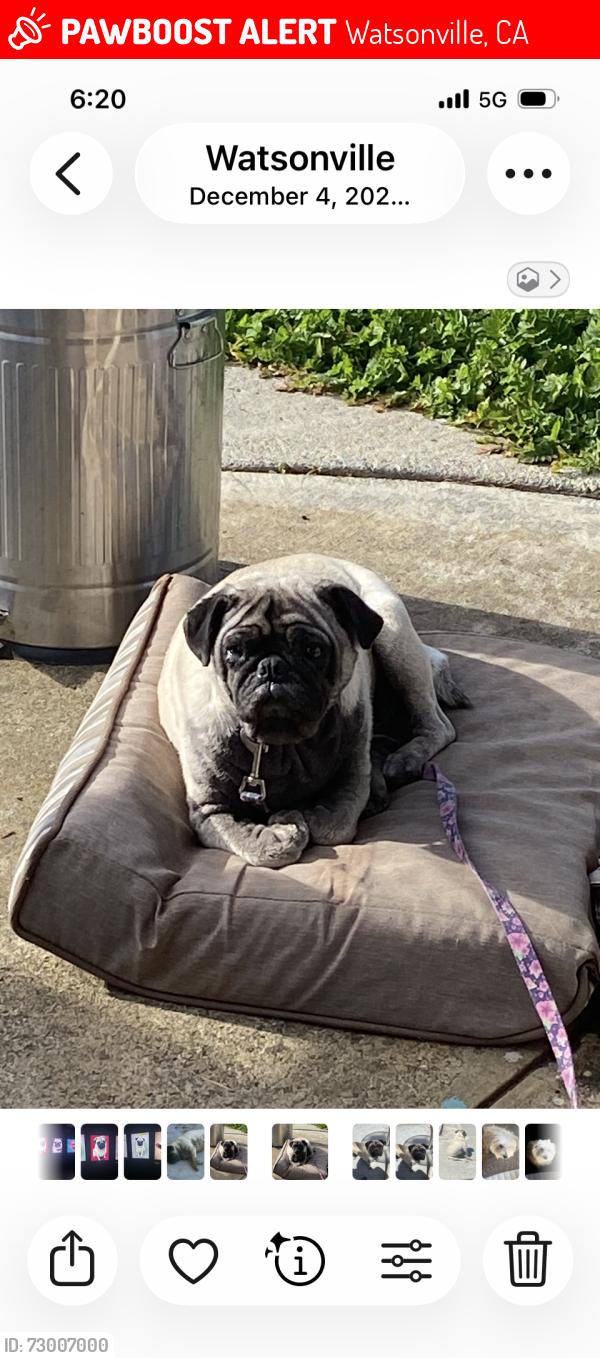 Lost Female Dog last seen Airport , Watsonville, CA 95019