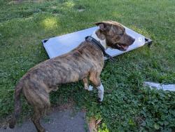 Found/Stray Male Dog last seen 3rd & Forest, Saint Paul, MN 55119