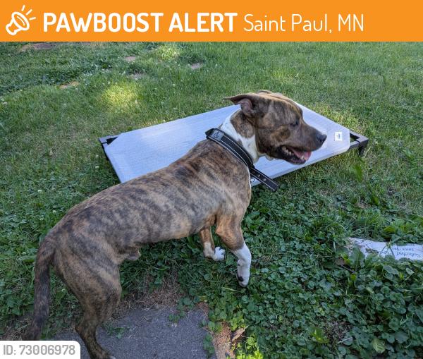 Found/Stray Male Dog last seen 3rd & Forest, Saint Paul, MN 55119