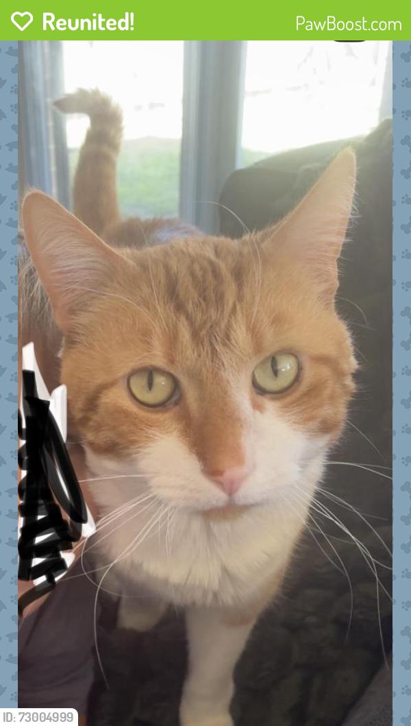 Reunited Male Cat last seen Oxford steer/marsala way Mernda between paddock behind Mernda Christian college and the pony club , Mernda, VIC 3754