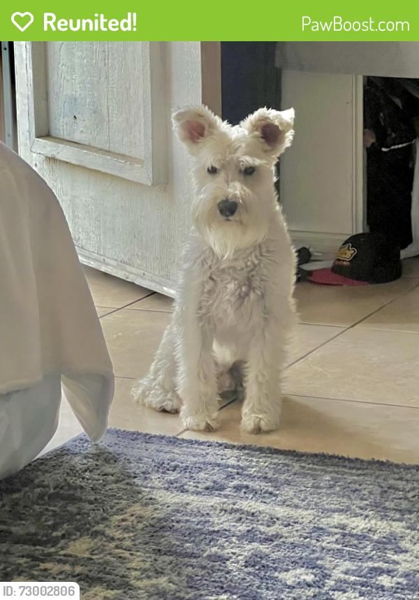 Reunited Male Dog last seen Appian Drive, San Diego, CA 92139