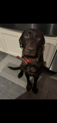 Reunited Female Dog last seen SE curtis rd , Damascus, OR 97089