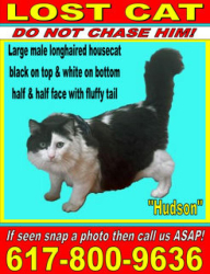 Reunited Male Cat last seen Escaped near Elm and Hampshire plaza; last seen running over the fence behind 303 Columbia St, Cambridge, MA 02141