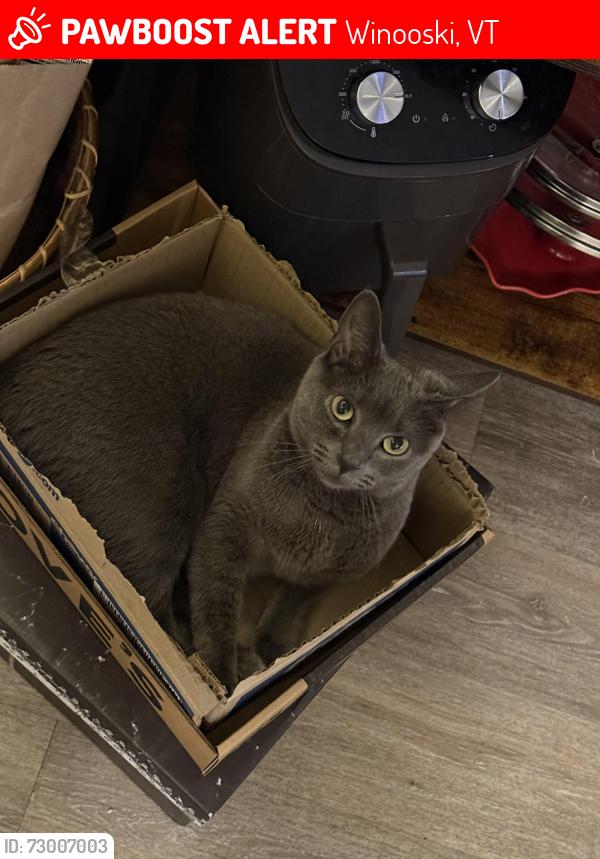Lost Female Cat last seen Near E Allen St In Winooski, Winooski, VT 05404